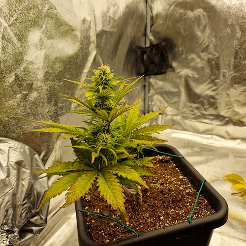 Growreport Bild 3