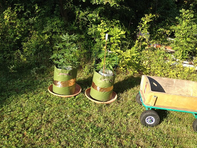Growreport Bild 4