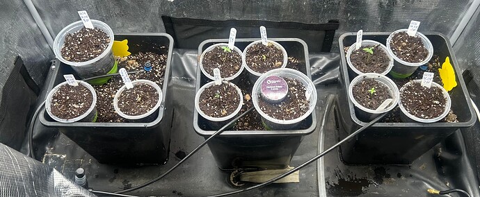 Growreport Bild 3