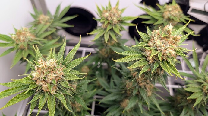 Growreport Bild 43