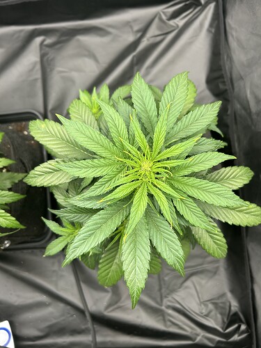 Growreport Bild 10