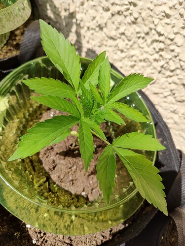 Growreport Bild 4