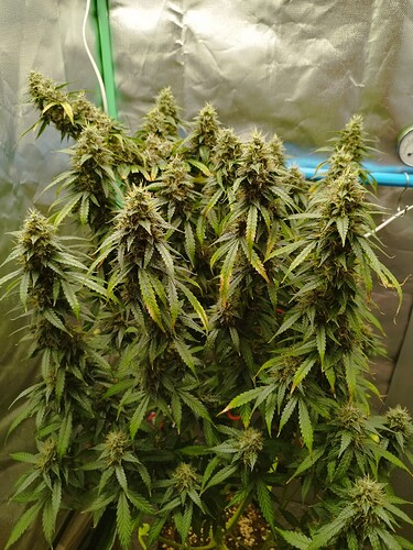 Growreport Bild 13