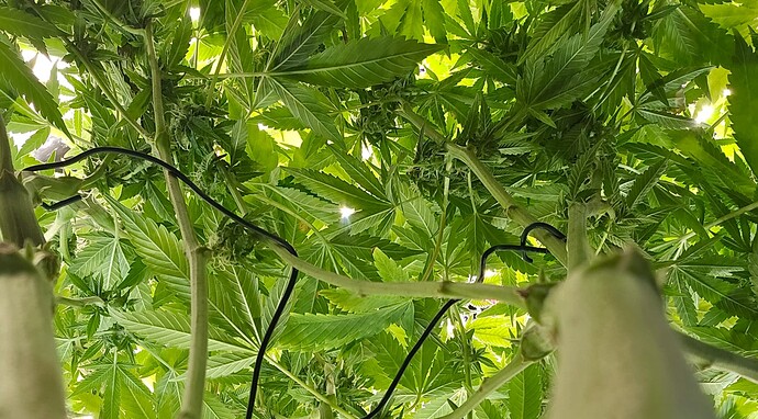 Growreport Bild 42