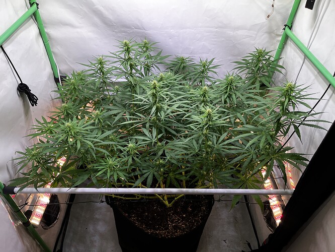Growreport Bild 2