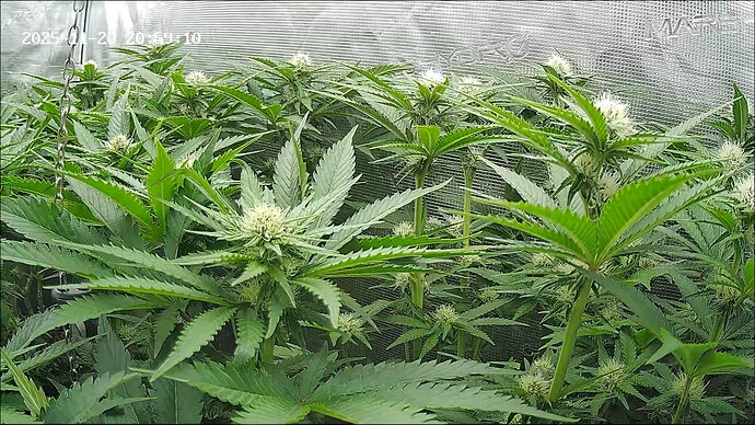 Growreport Bild 12