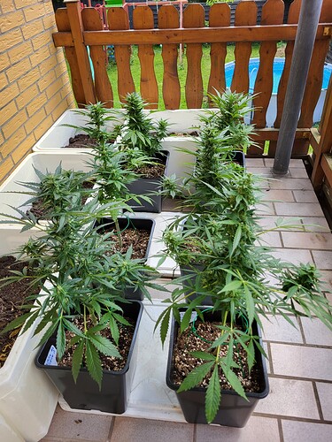 Growreport Bild 1