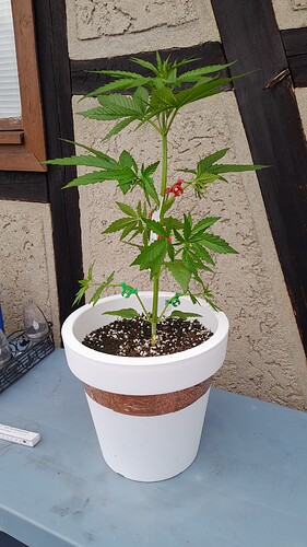 Growreport Bild 30