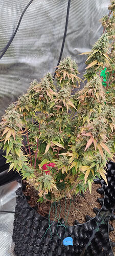 Growreport Bild 9
