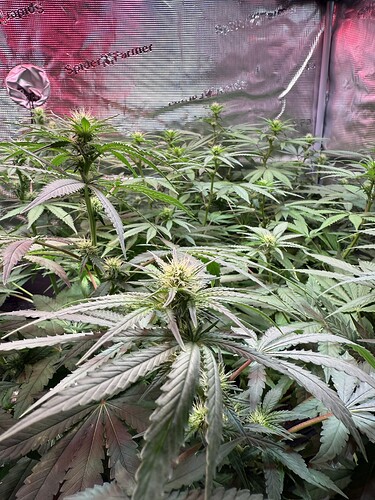 Growreport Bild 28