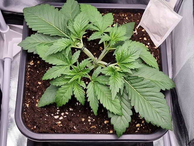 Growreport Bild 1