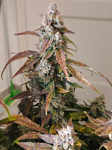 MVIMG_20251130_220433