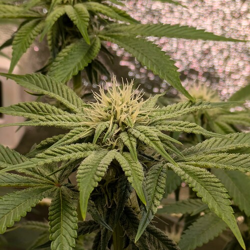 Growreport Bild 9