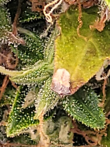 Growreport Bild 13