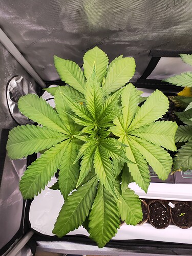 Growreport Bild 8