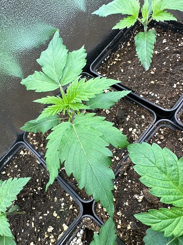 Growreport Bild 13