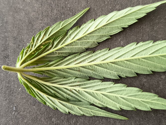 Growreport Bild 28