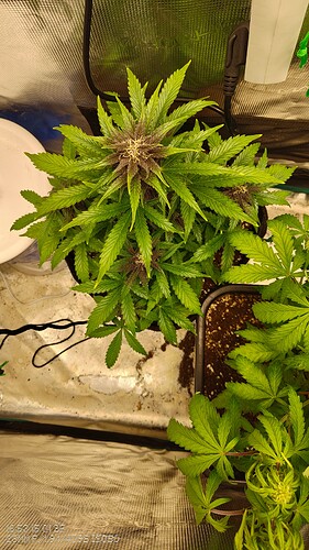 IMG_20250115_165302496