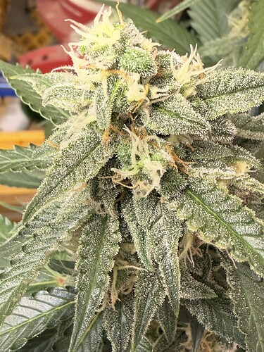 Growreport Bild 8
