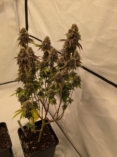 PXL_20240729_140037107