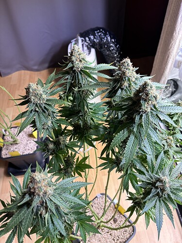 Growreport Bild 51