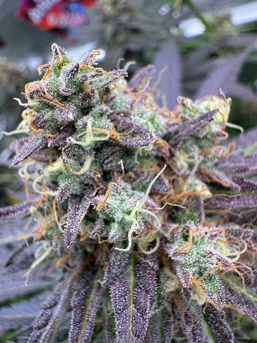 Growreport Bild 39