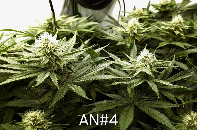 Growreport Bild 6