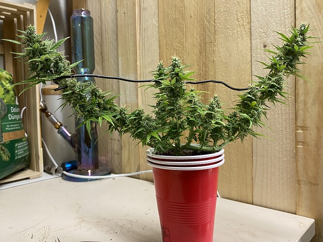 Growreport Bild 12