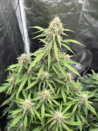 Growreport Bild 1