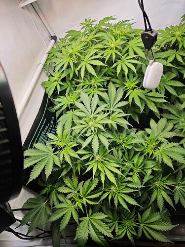 Growreport Bild 6
