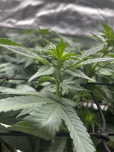 Growreport Bild 14