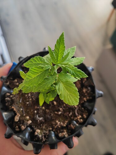 Growreport Bild 14