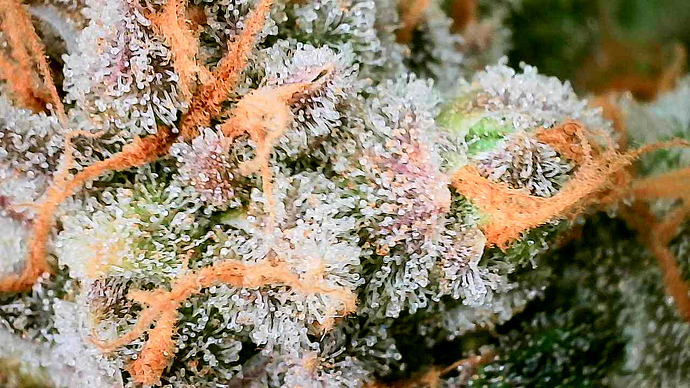 Nahaufnahme eines Cannabis-Buds mit deutlich sichtbaren Trichomen und orangefarbenen Stigmen.