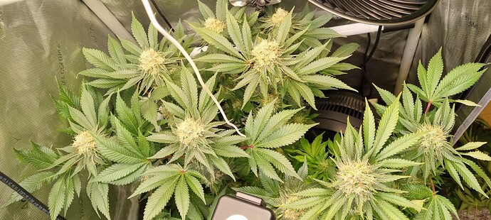Growreport Bild 2