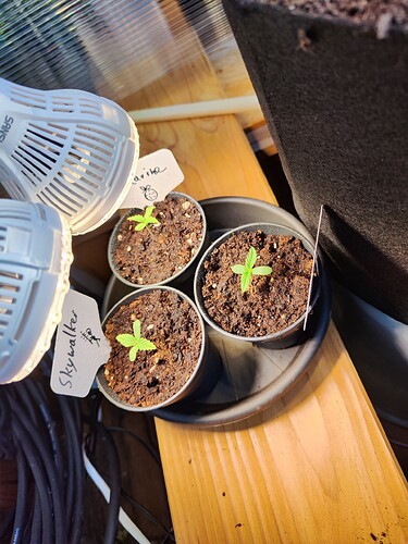 Growreport Bild 16