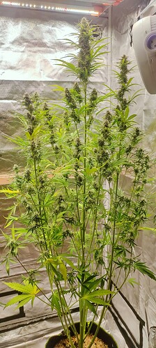 Growreport Bild 27