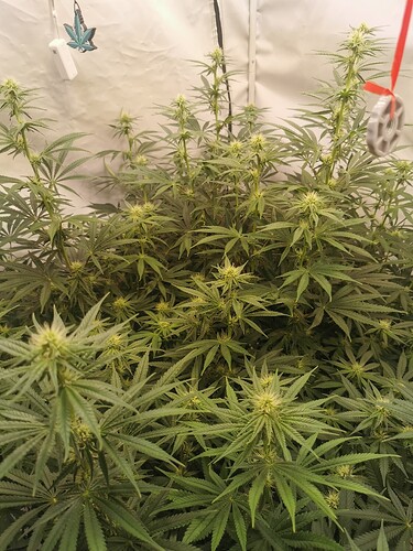 Growreport Bild 6