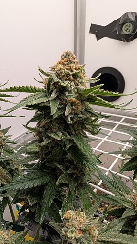 Growreport Bild 7