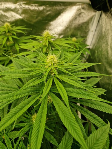 Growreport Bild 11
