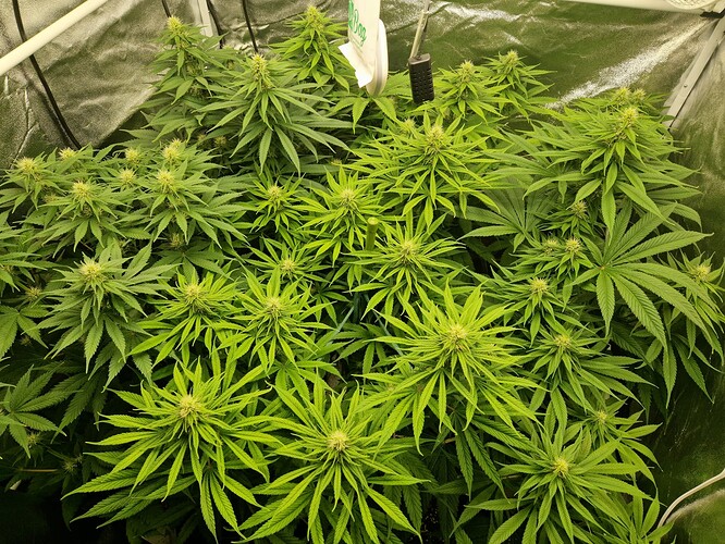 Growreport Bild 5