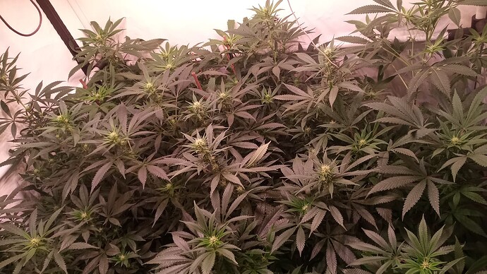 Growreport Bild 6