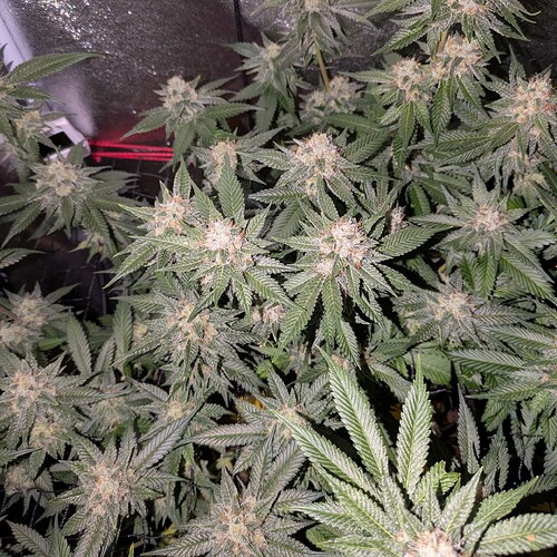 Growreport Bild 3
