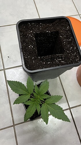Growreport Bild 4