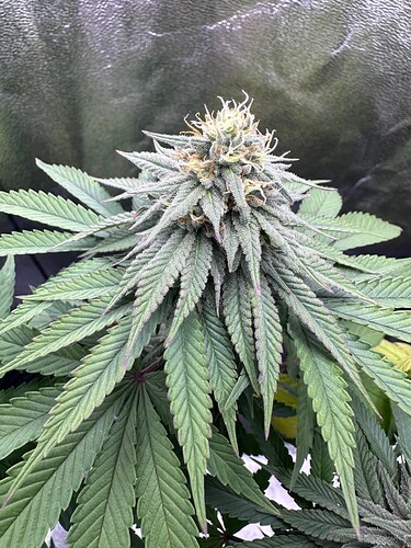 Growreport Bild 46