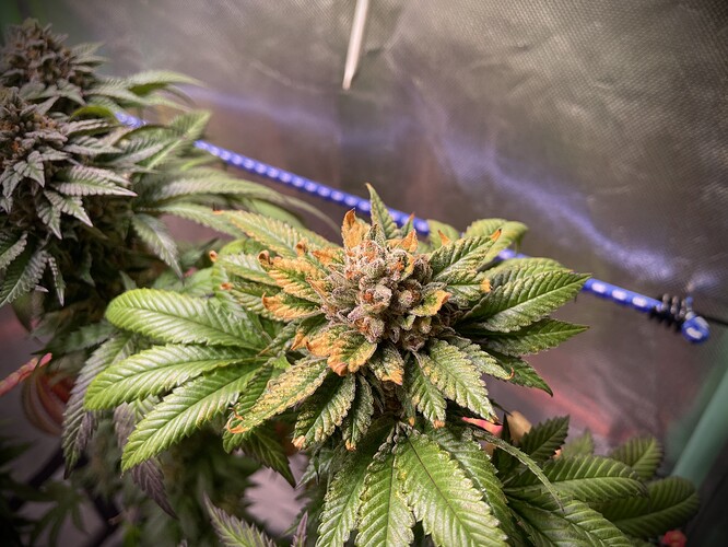 Growreport Bild 2