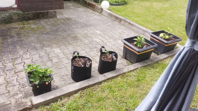 Growreport Bild 1