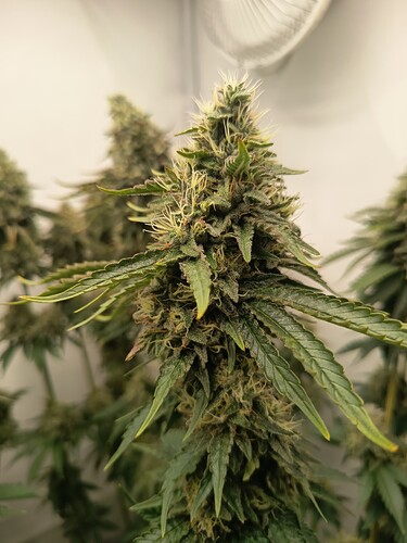 Growreport Bild 44