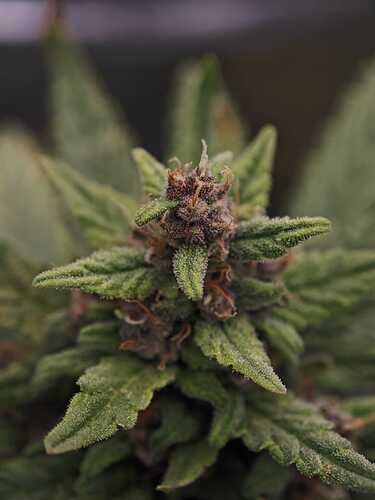 Growreport Bild 6