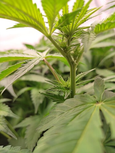 Growreport Bild 16