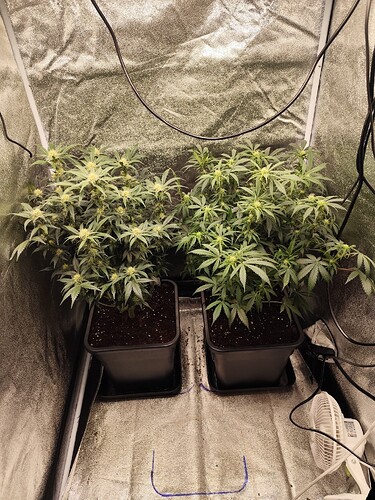 Growreport Bild 1